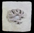 Crinoid (Agaricocrinus) Fossil - Crawfordsville, Indiana #78286-1